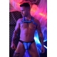 Hex Bulldog Breedwell Blue Harness